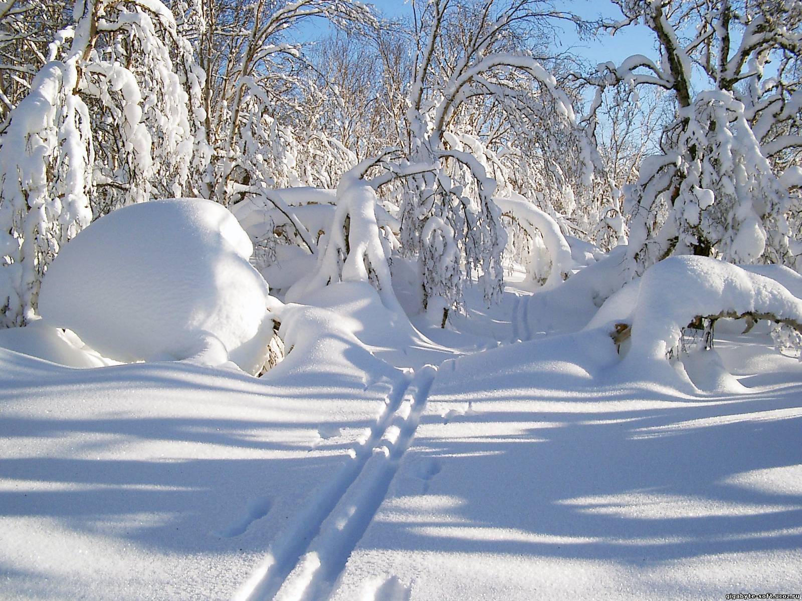 Снежок лесной. Лыжня в заснеженном лесу. Зимний лес Лыжня. Зима снег Лыжня. Лыжня в лесу.