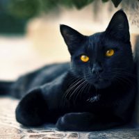 Национальный день черных кошек